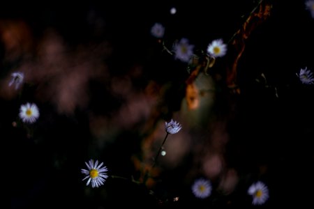 Forest magic