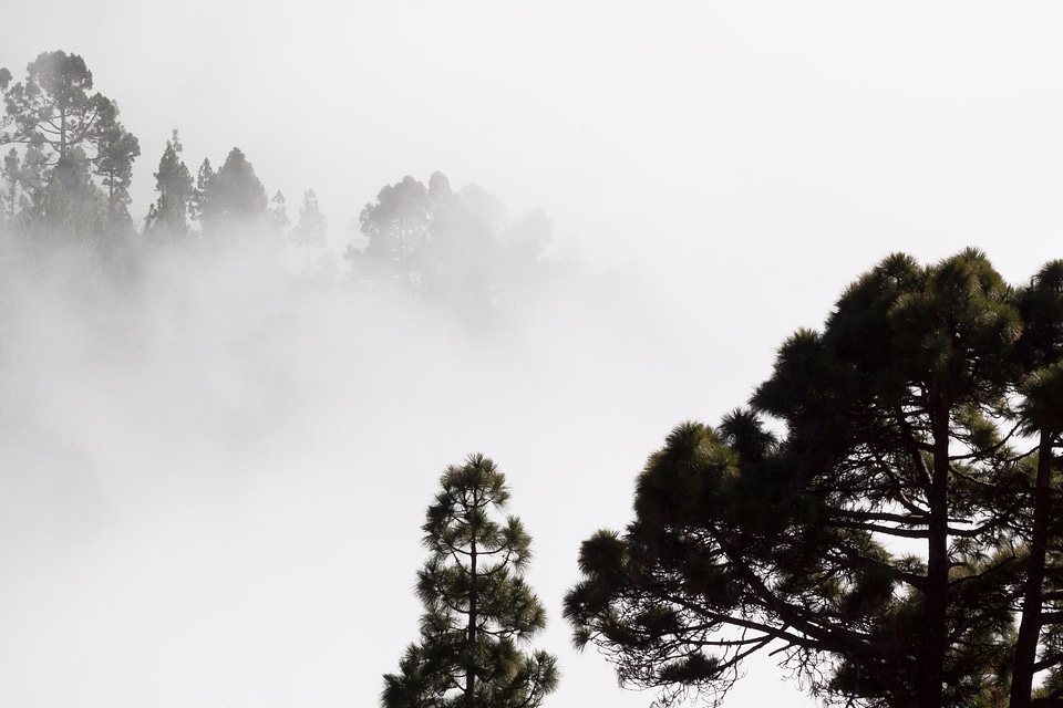 Trees mysterious landscape