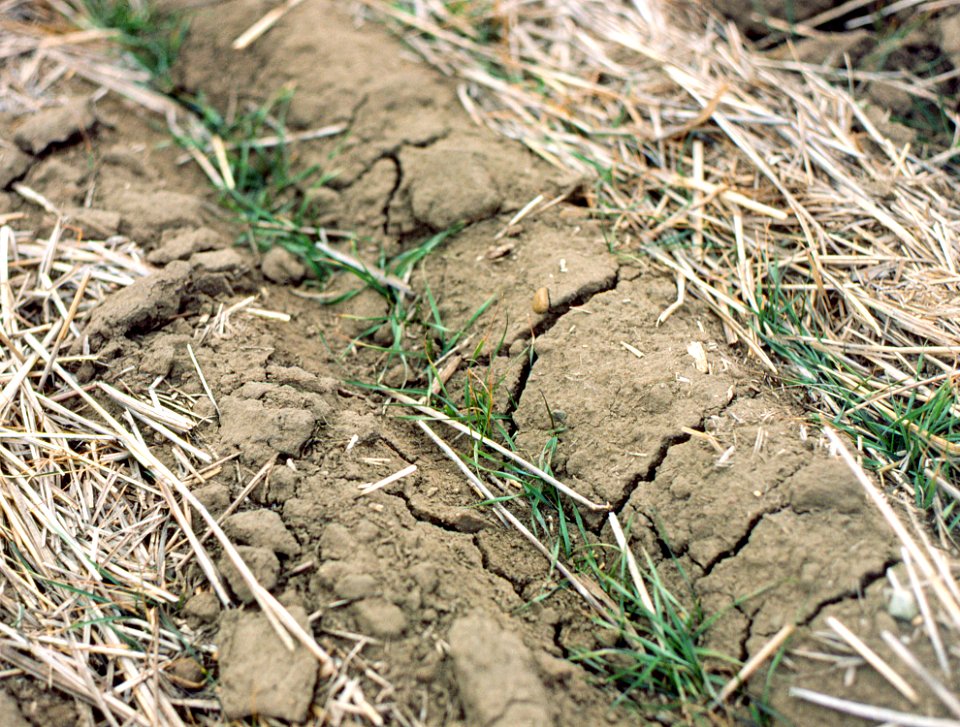 Conservation Tillage08.tif