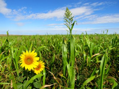 Cover Crops14