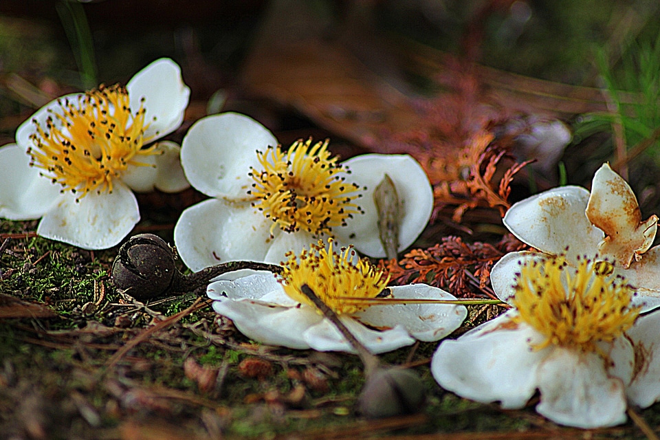 Natural blossom bloom