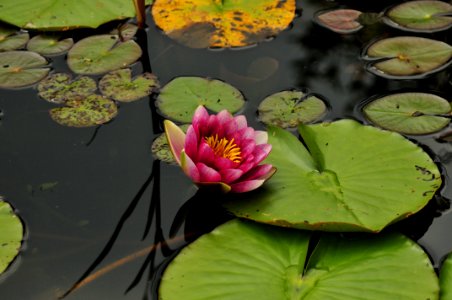 Waterlily