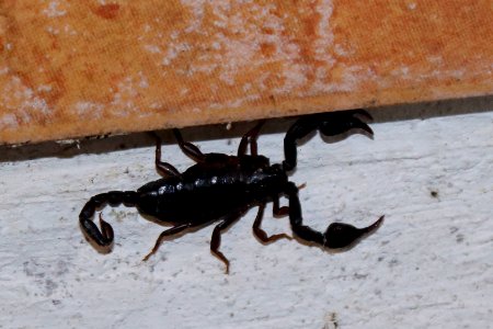scorpion