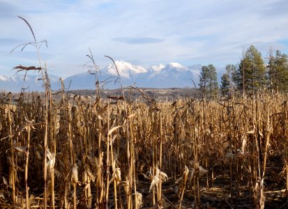 Cover Crops15