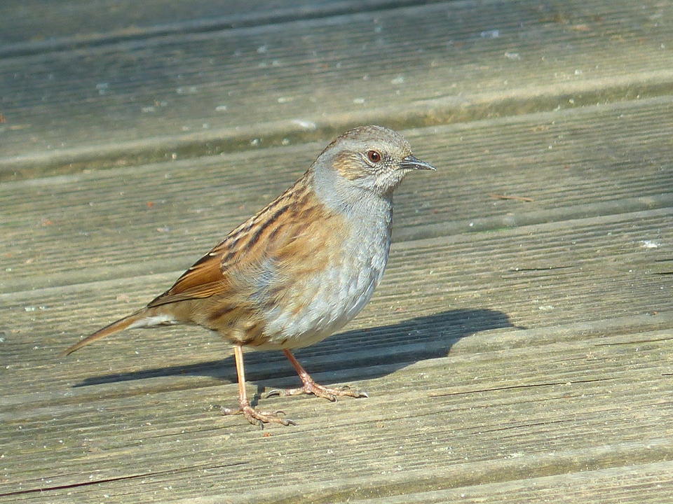 Brown retired prunella modularis
