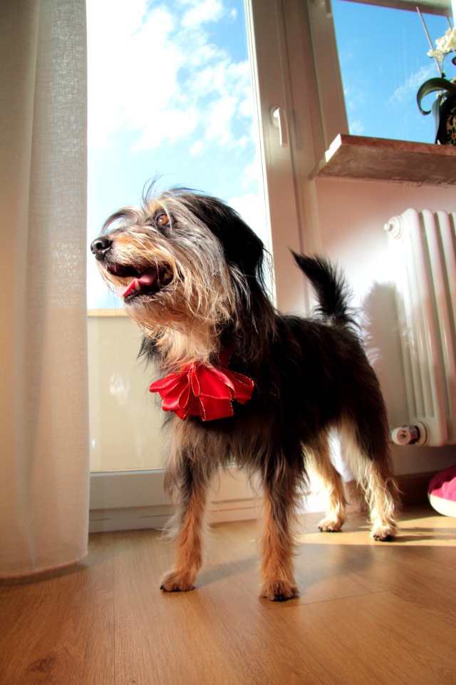 my dog