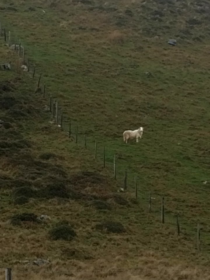 Welsh Mountain Sheep