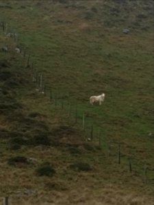 Welsh Mountain Sheep
