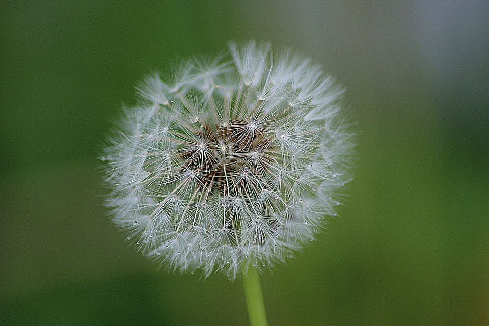 Dandelion herbaceous perennial
