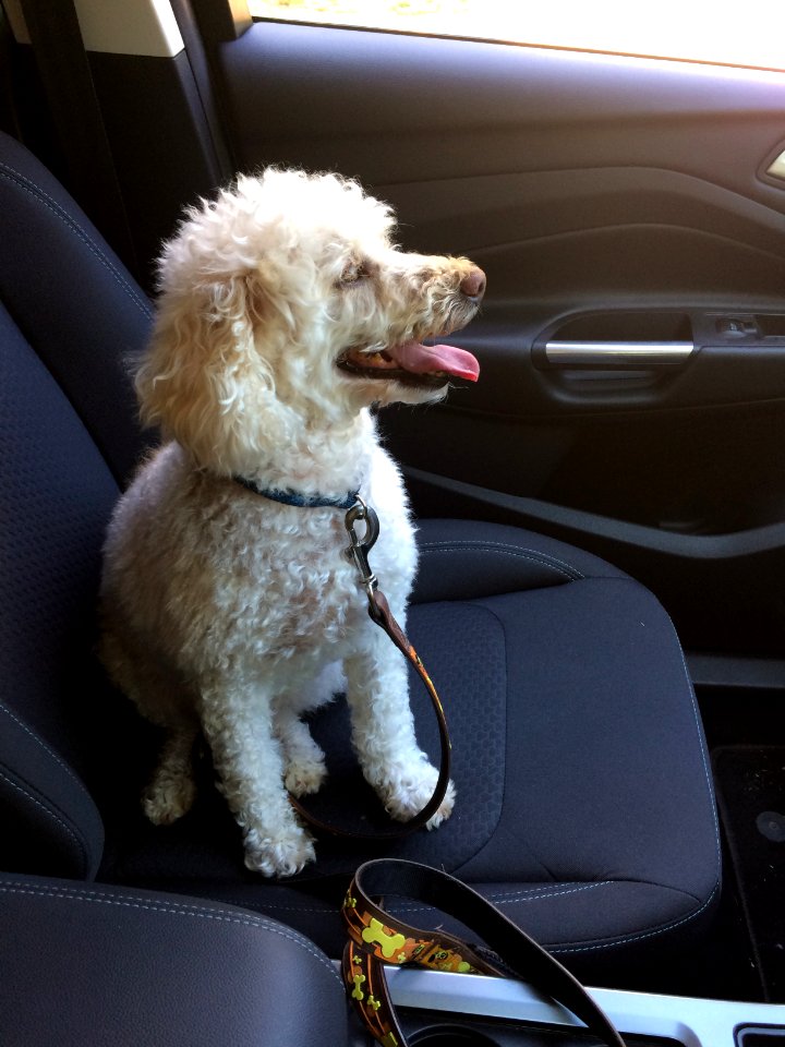 A chatty Dylan in the car