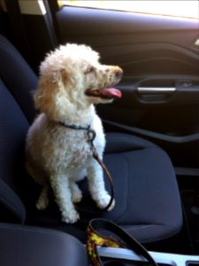 A chatty Dylan in the car