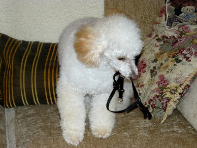 Dylan wanting to go for a walk