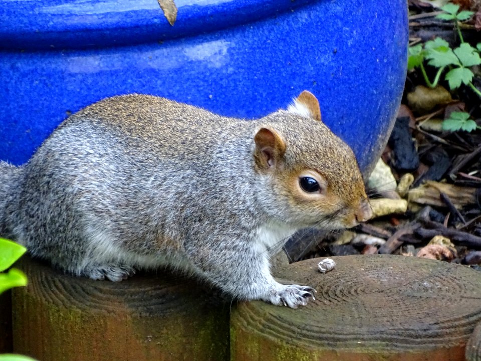Sharp clawed squirrel