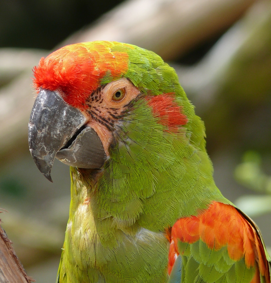 Ara beak forest