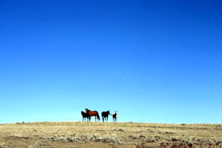Livestock40.tif