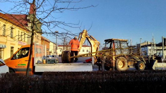 New trees on main square