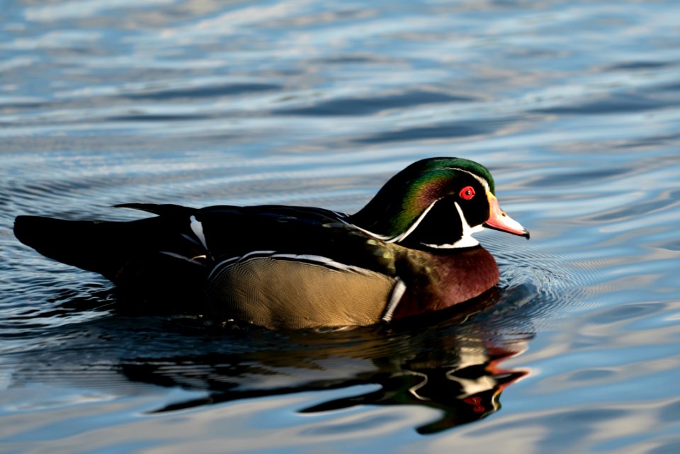 Canadian Rock Duck in Hertfordshire
