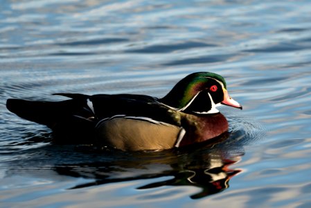 Canadian Rock Duck in Hertfordshire