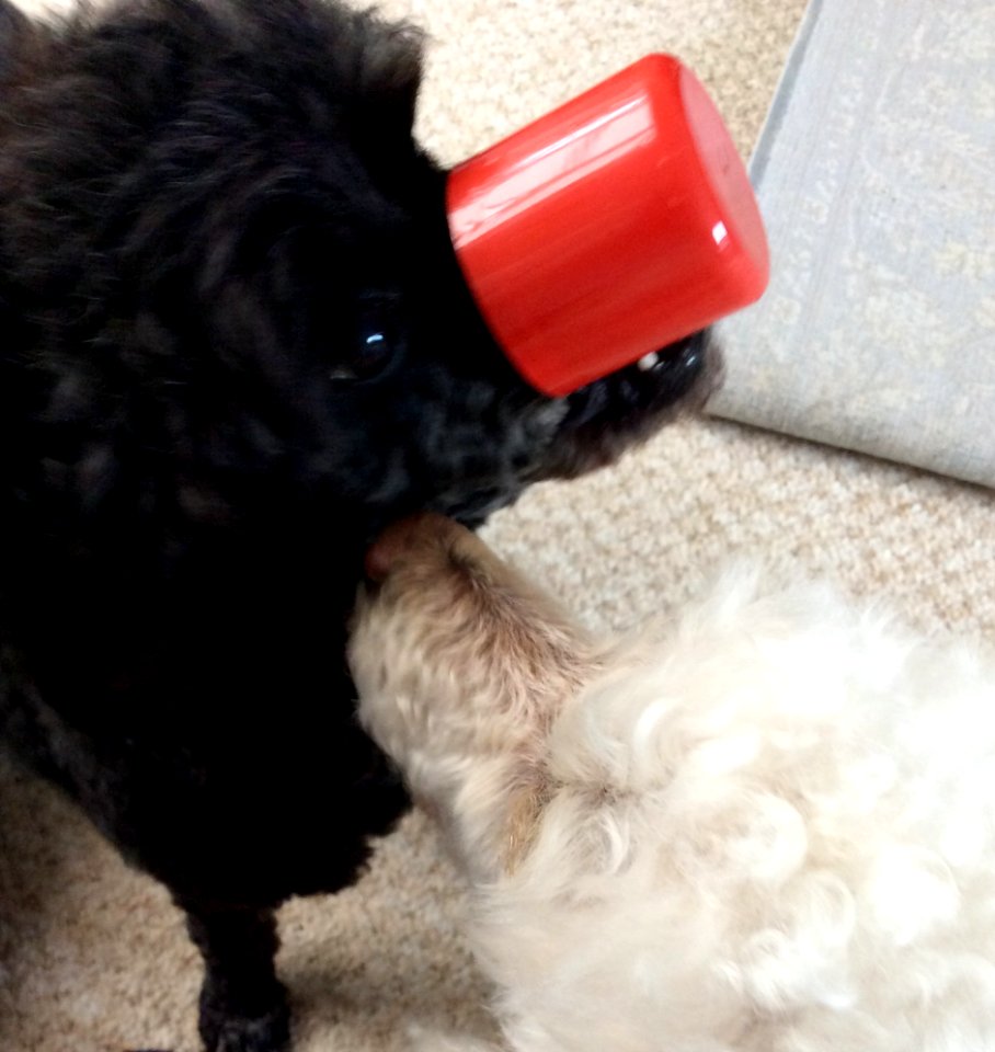 Jasper the red nosed poodle