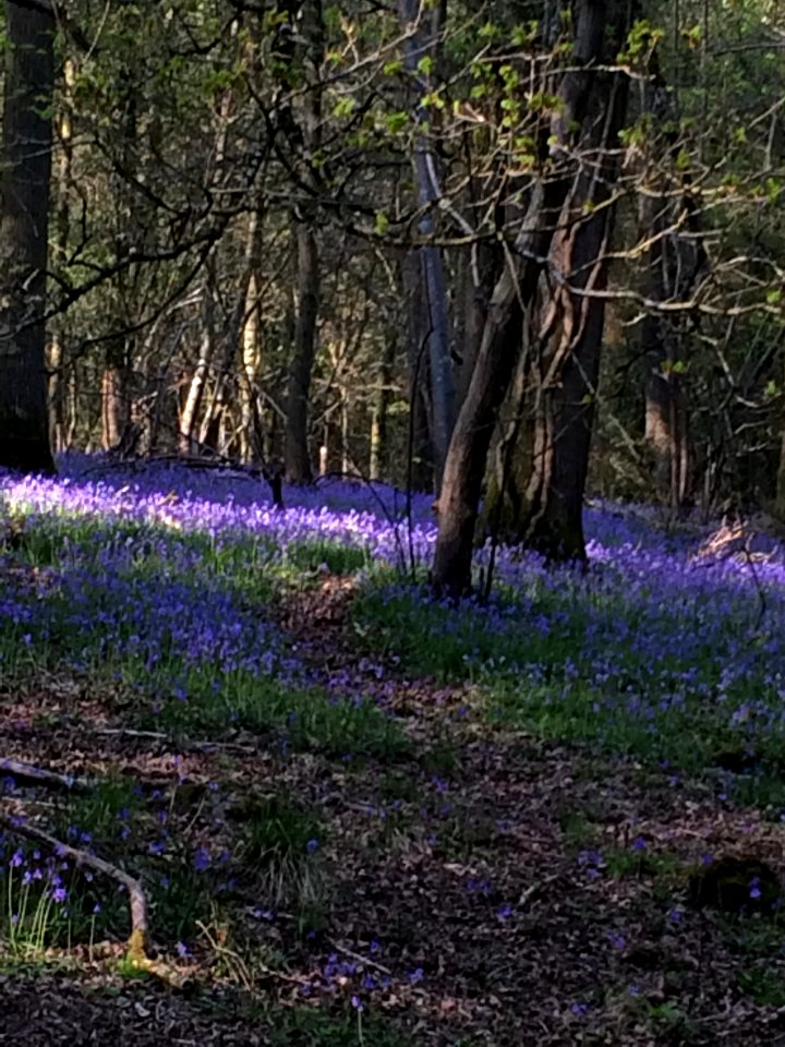 Bluebell Woods in the Forest of Dean