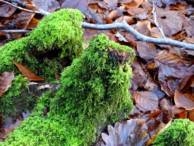 Big Foot's fluffy slippers!