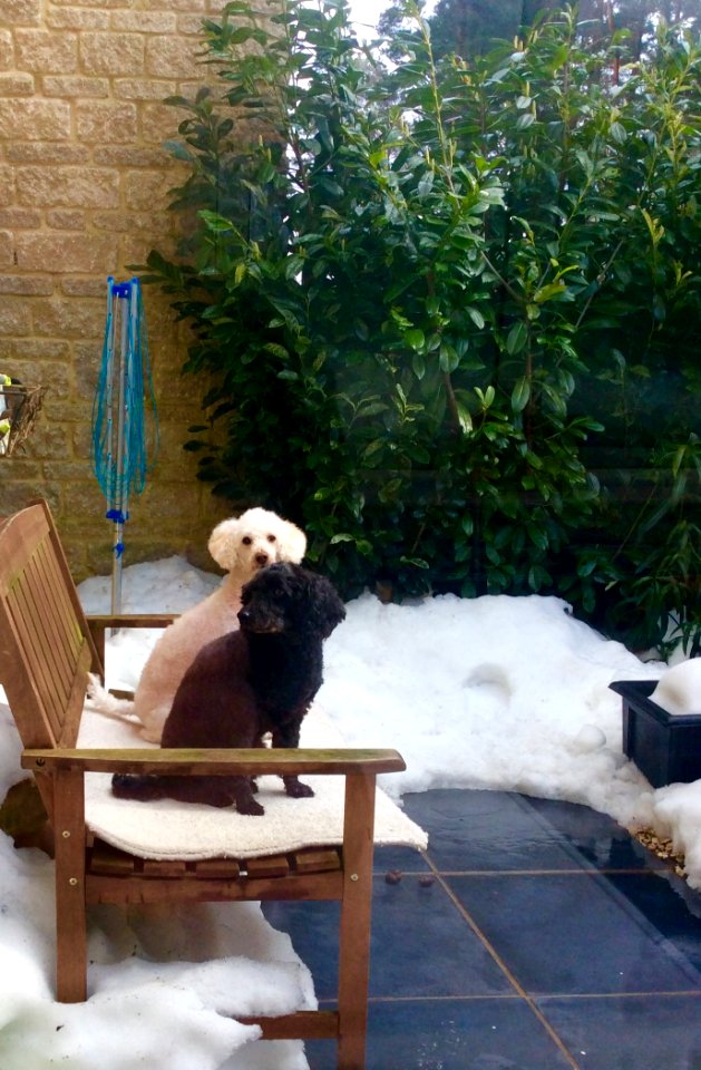Dylan and Jasper on a snowy patio