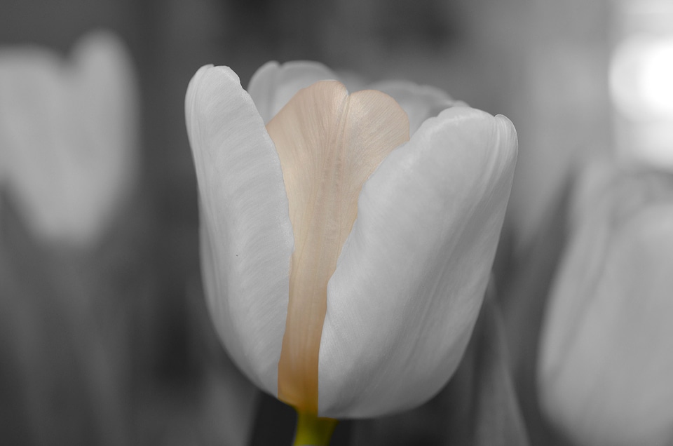 Flower white tulip