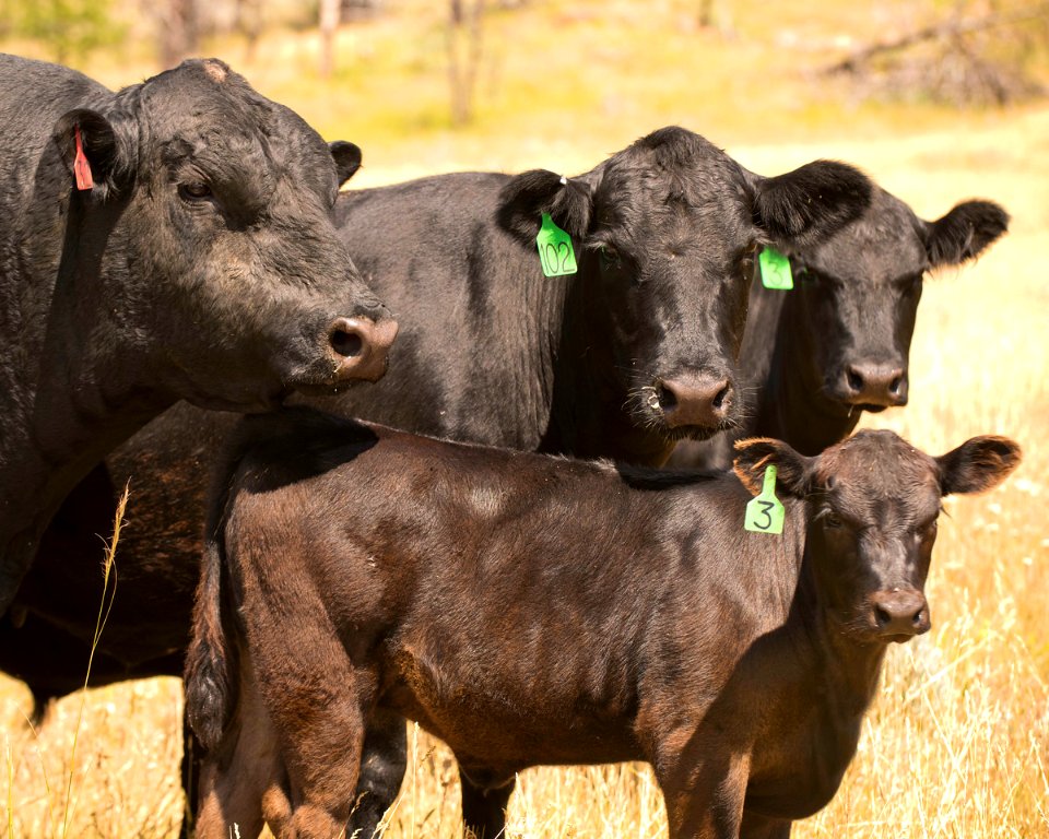 6540 NRCS projects.jpg