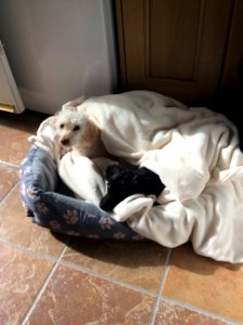 Jasper and Dylan wrapped up warm