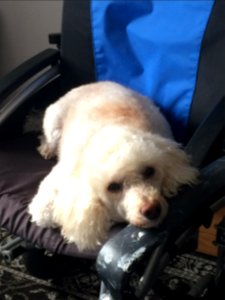 Dylan lounging in his mum's wheelchair, wishing she was feeling better