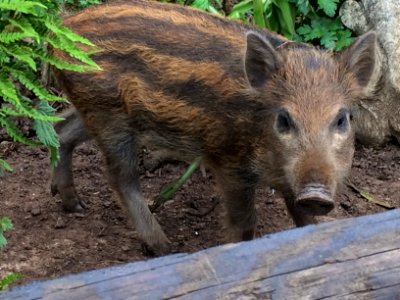An inquisitive Wild Boar Piglet in Forest of Dean
