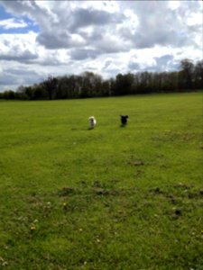 Jasper and Dylan running across the park