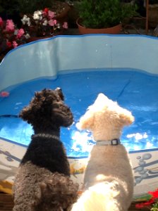 The water is tempting...