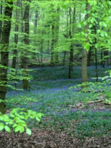 Bluebells in the Forest of Dean