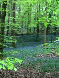 Bluebells in the Forest of Dean photo