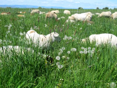 Pasture12.JPG