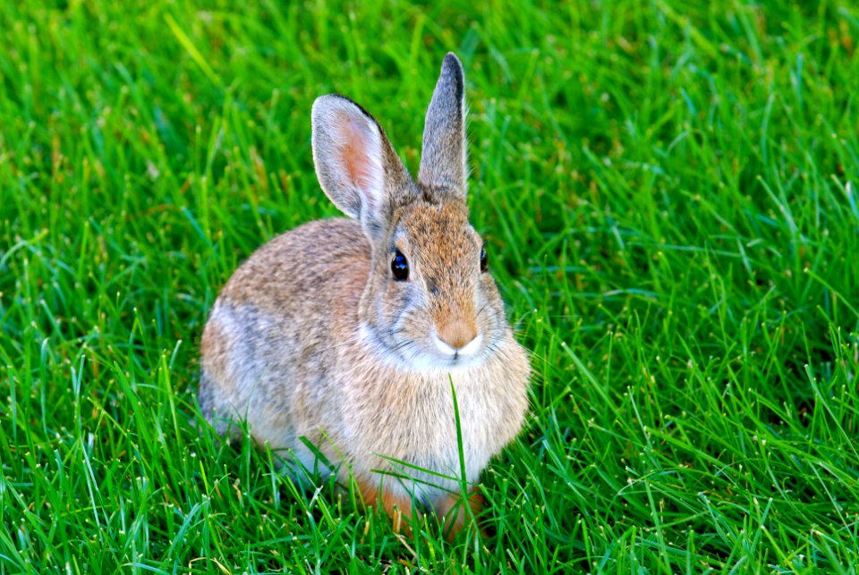 Wildlife92.tif