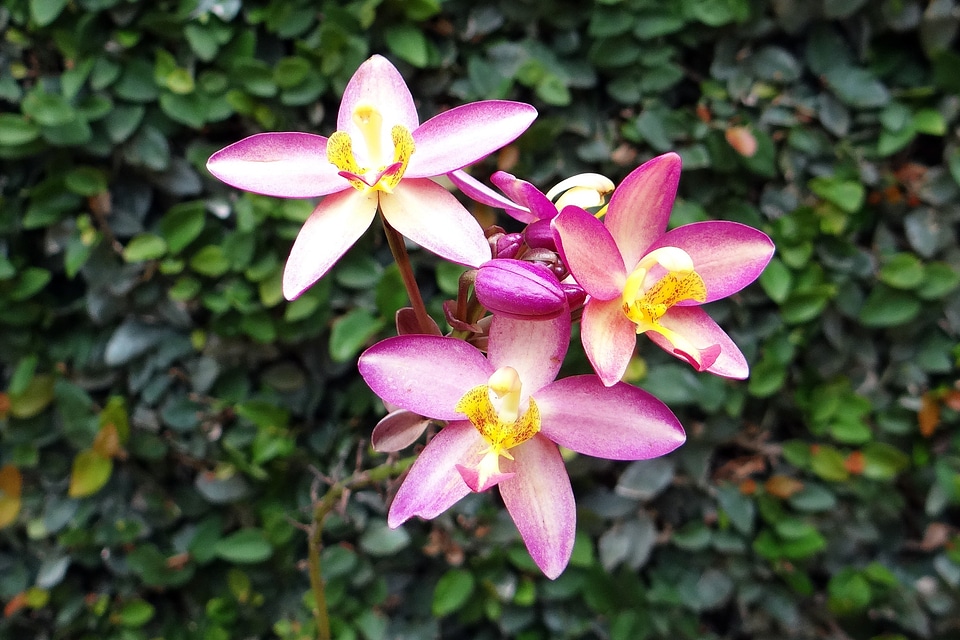Orchidaceae blossom flora