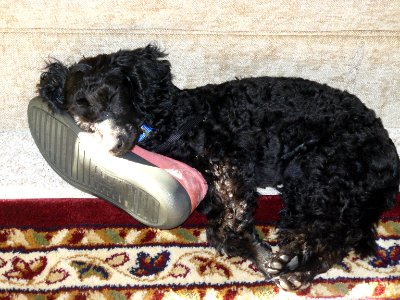 Jasper snoozing