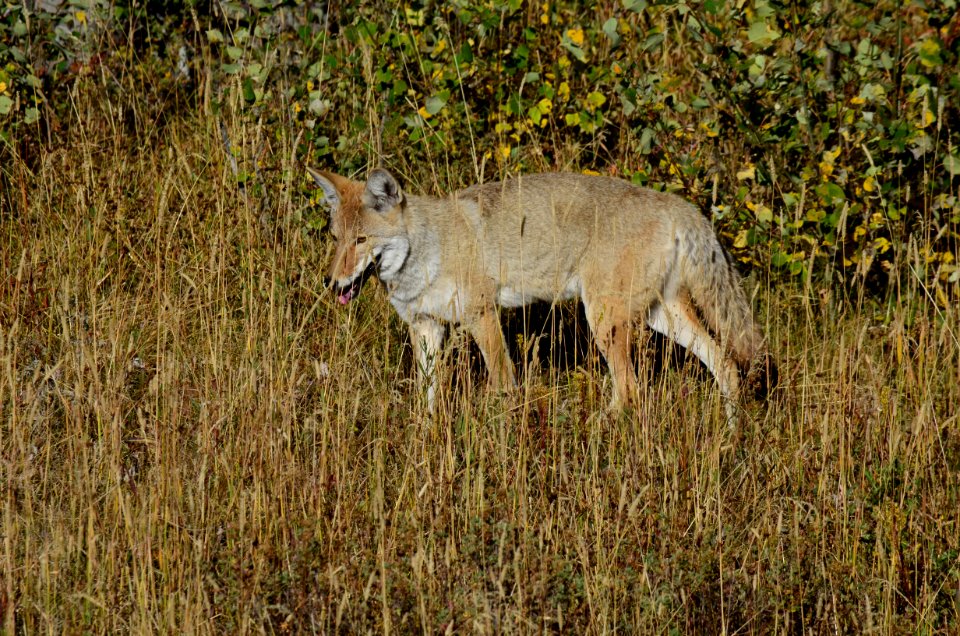 Wildlife MG 001