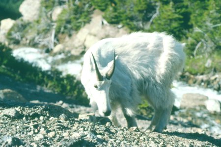 Wildlife54.tif