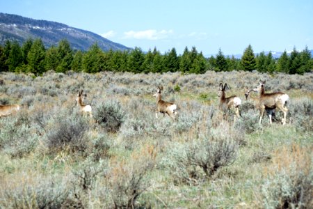 Wildlife43.tif