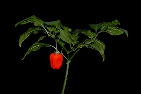 Chili pepper
