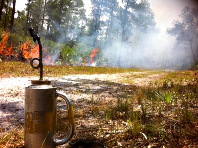 Florida Flatwoods Prescribed Fire