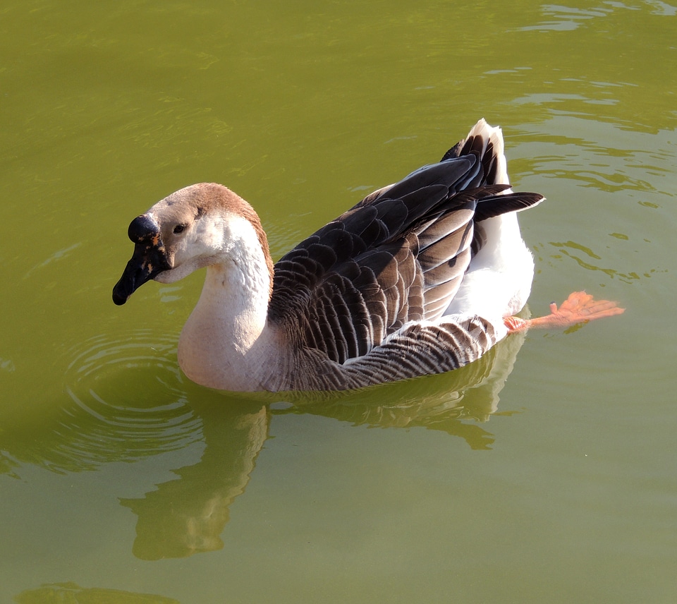 Swimming pond mallards