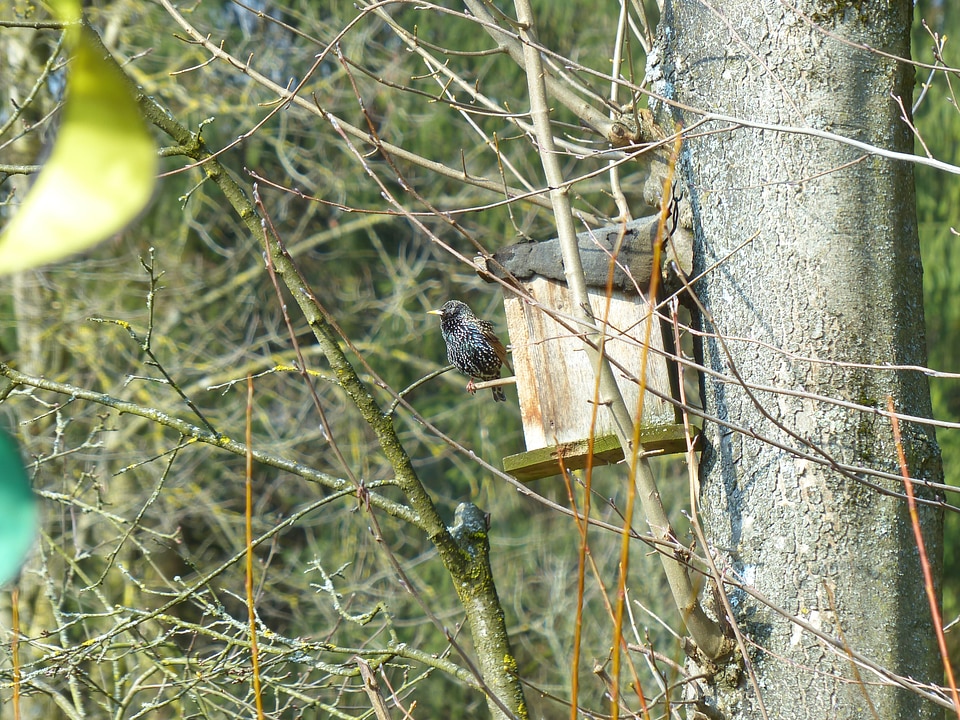 Nesting box black spotted