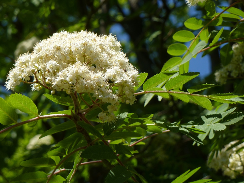 Rowan white branch