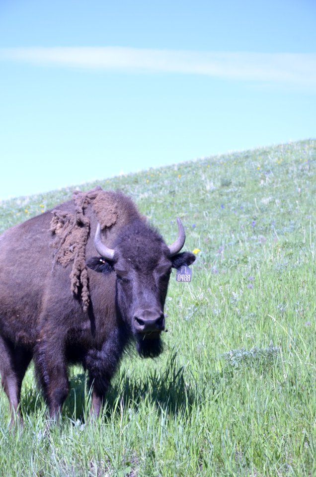 Livestock NR 136