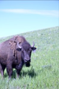 Livestock NR 136
