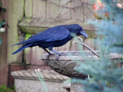 A thirsty crow